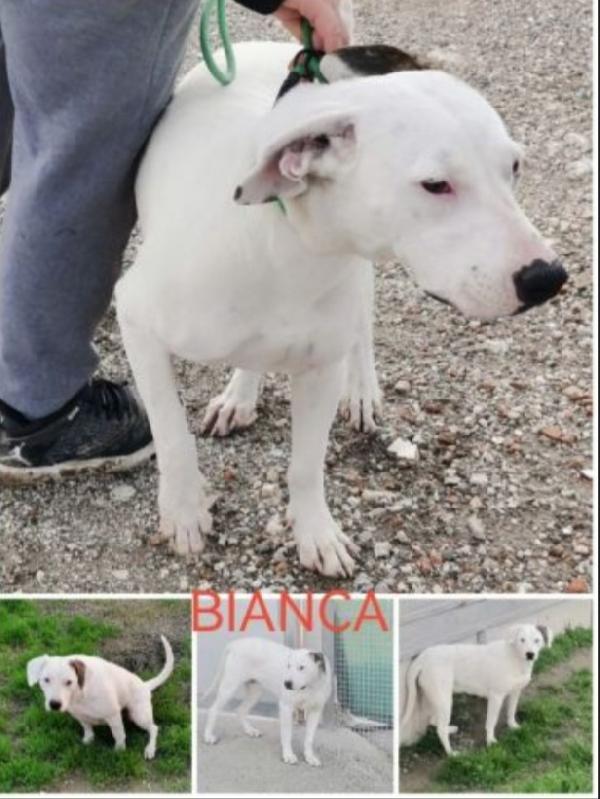Bianca simil Dogo 3/4anni in box da 2anni.CASERTA Foto 2