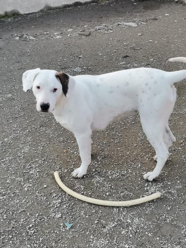 Bianca simil Dogo 3/4anni in box da 2anni.CASERTA Foto 3