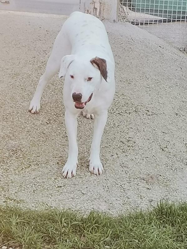 Bianca simil Dogo 3/4anni in box da 2anni.CASERTA Foto 4