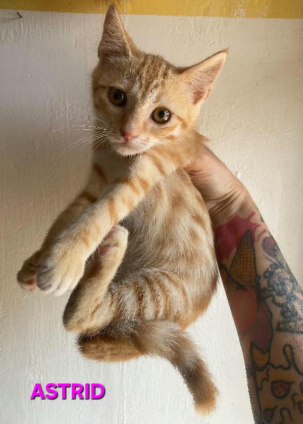 Astrid Gattina Di 2 Mesi