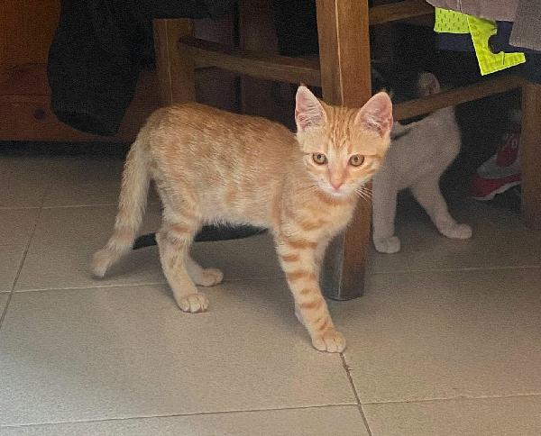 Astrid gattina di 2 mesi Foto 2