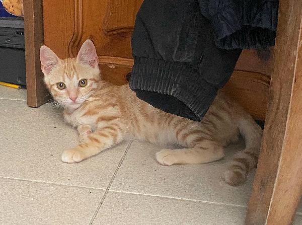 Astrid gattina di 2 mesi Foto 3