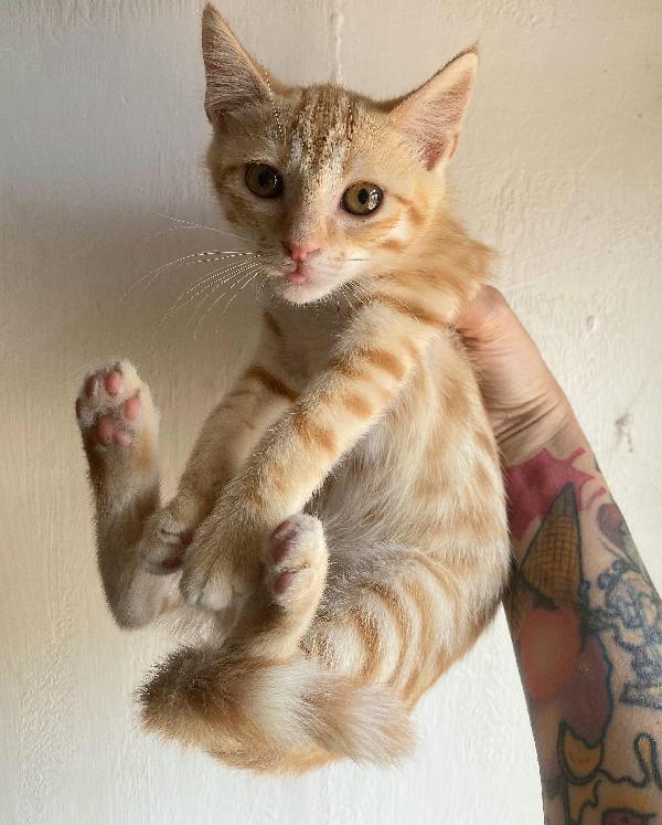 Astrid gattina di 2 mesi Foto 4