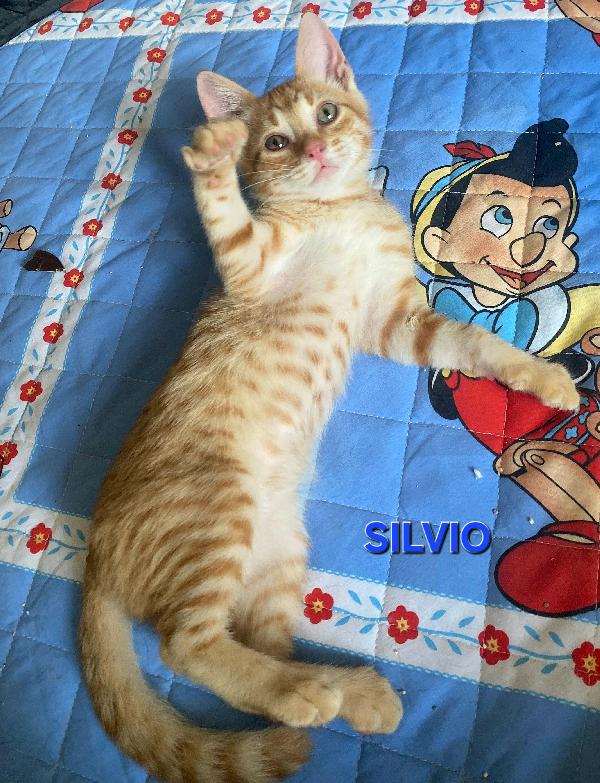 Silvio gattino di 2 mesi Foto 2