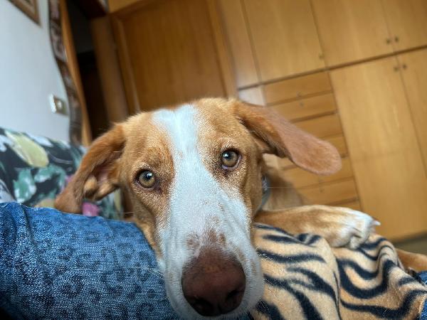 Sos Stallo Adozione Edo Splendido Giovane Cagnolino 