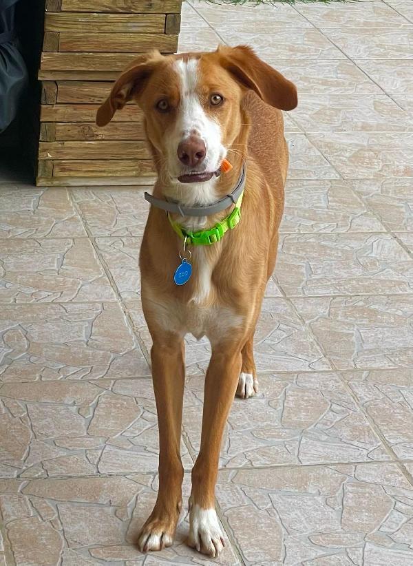 SOS STALLO ADOZIONE EDO SPLENDIDO GIOVANE CAGNOLINO  Foto 3