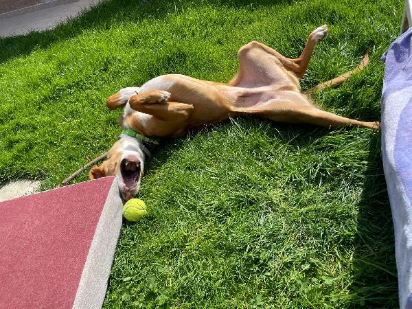 SOS STALLO ADOZIONE EDO SPLENDIDO GIOVANE CAGNOLINO  Foto 4