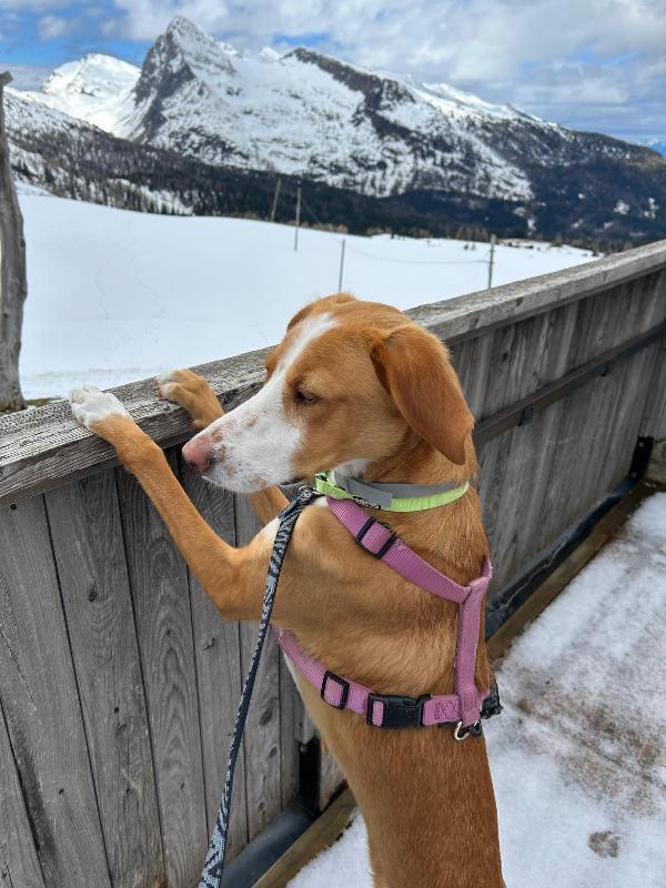 SOS STALLO ADOZIONE EDO SPLENDIDO GIOVANE CAGNOLINO  Foto 5
