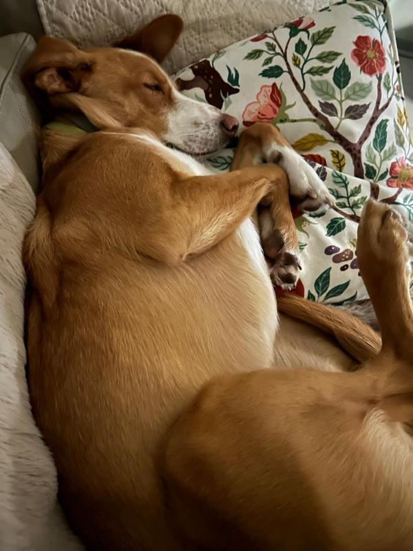 SOS STALLO ADOZIONE EDO SPLENDIDO GIOVANE CAGNOLINO  Foto 6