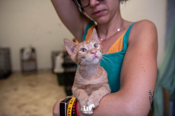 Gattino rosso Foto 5