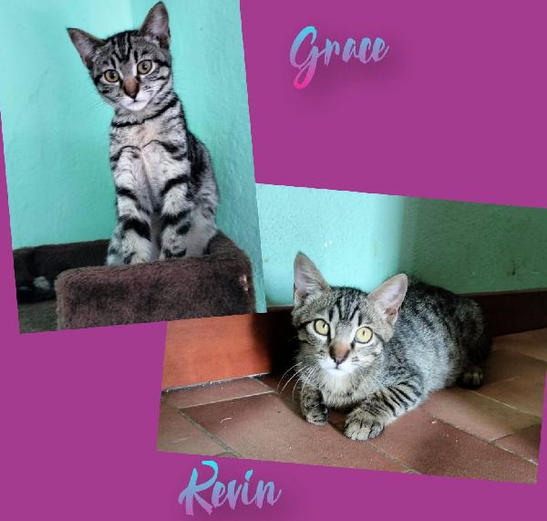 Grace E Kevin, Teneri Gattini In Adozione!