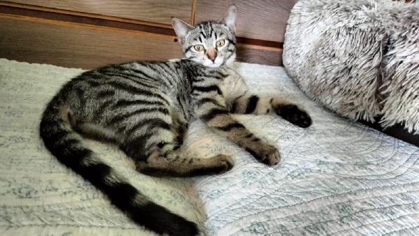 GRACE e KEVIN, teneri gattini in adozione! Foto 2