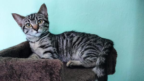 GRACE e KEVIN, teneri gattini in adozione! Foto 3