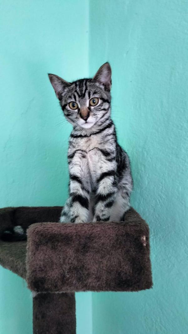 GRACE e KEVIN, teneri gattini in adozione! Foto 4