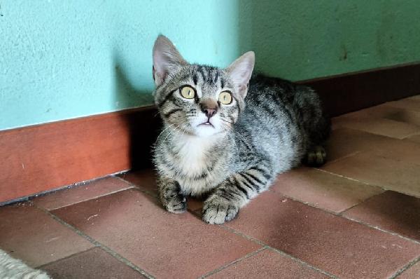GRACE e KEVIN, teneri gattini in adozione! Foto 5