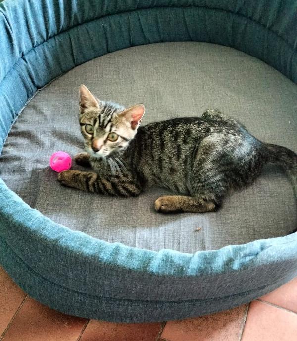 GRACE e KEVIN, teneri gattini in adozione! Foto 6