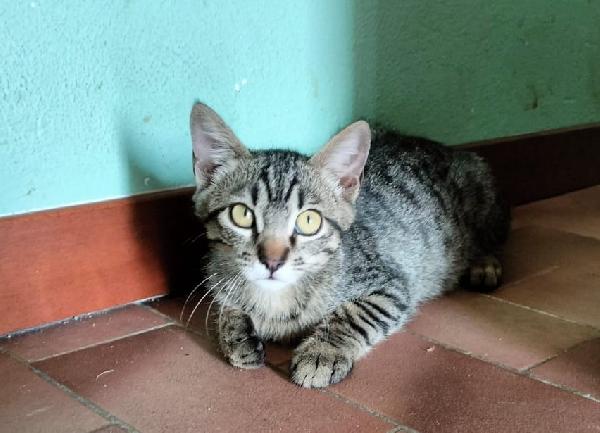 GRACE e KEVIN, teneri gattini in adozione! Foto 7