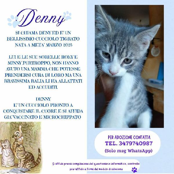 Denny, Tenero Micino In Adozione!