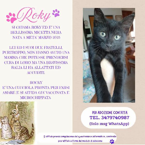 Roky, Adorabile Micina In Adozione!