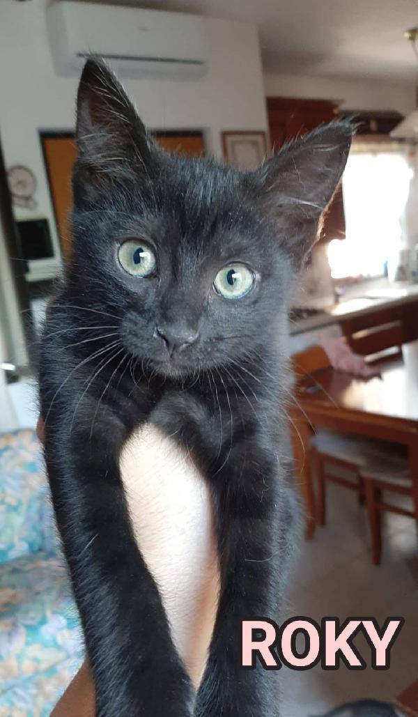 ROKY, adorabile micina in adozione! Foto 2