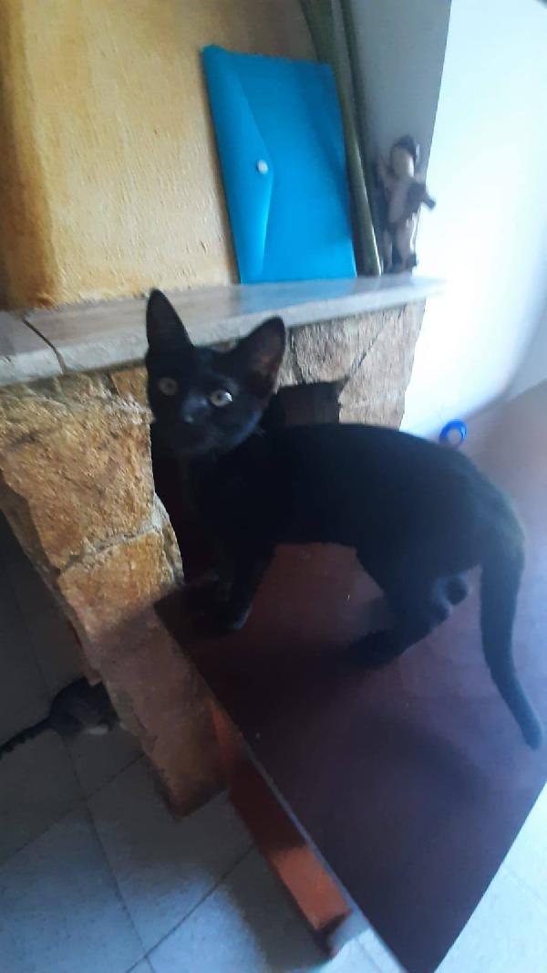 ROKY, adorabile micina in adozione! Foto 3