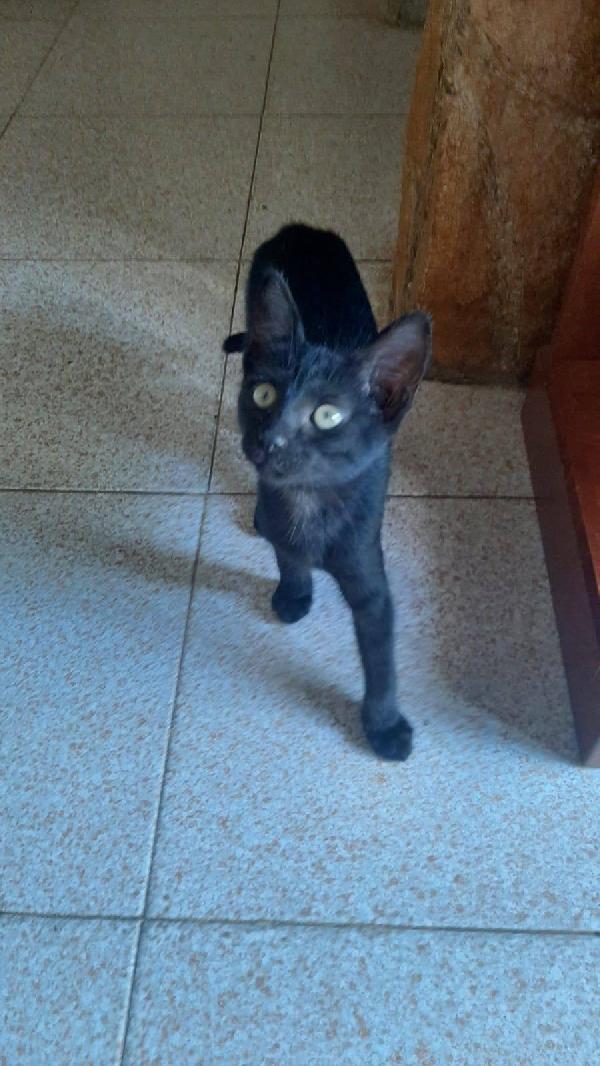 ROKY, adorabile micina in adozione! Foto 4
