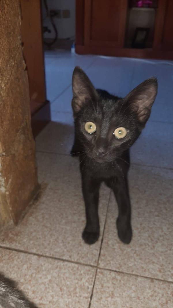 ROKY, adorabile micina in adozione! Foto 5