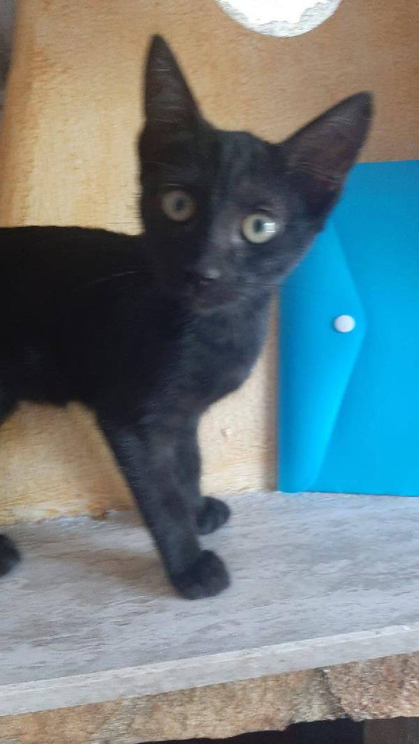 ROKY, adorabile micina in adozione! Foto 6