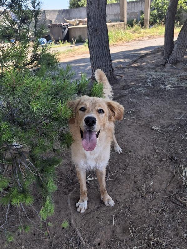 ♥️SCOTTY♥️ cucciolo in cerca di casa Foto 3