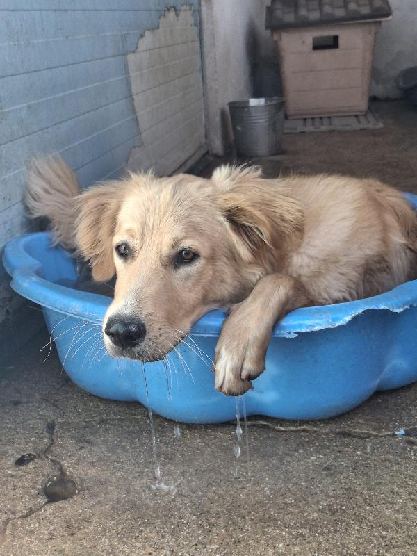 ♥️SCOTTY♥️ cucciolo in cerca di casa Foto 6