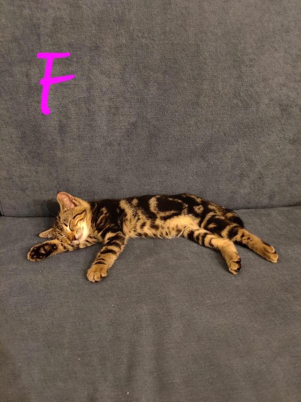 Tanti Gattini Da Adottare