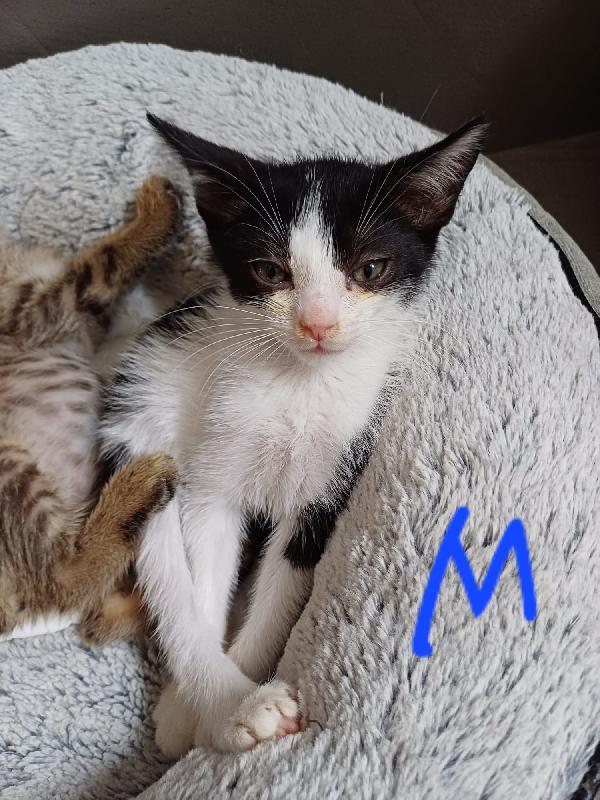 TANTI GATTINI DA ADOTTARE Foto 2