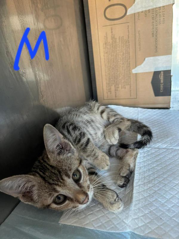TANTI GATTINI DA ADOTTARE Foto 3