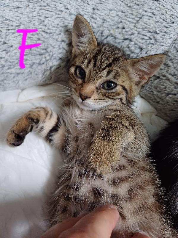 TANTI GATTINI DA ADOTTARE Foto 4