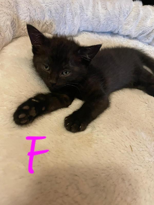 TANTI GATTINI DA ADOTTARE Foto 5