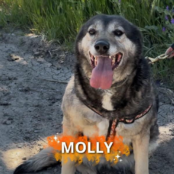 🌸MOLLY🌸 merita la sua occasione per essere felice♥️ Foto 1