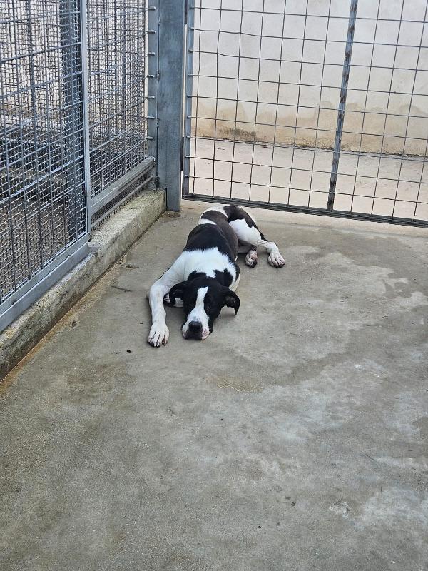 Mia Dolcissima Simil Alano Cerca Famiglia 