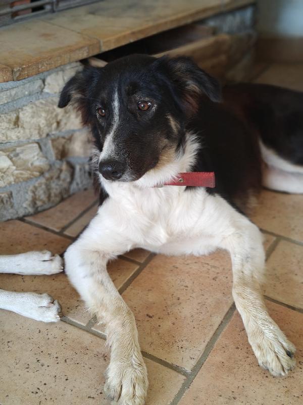 Mia , Cagnolina 