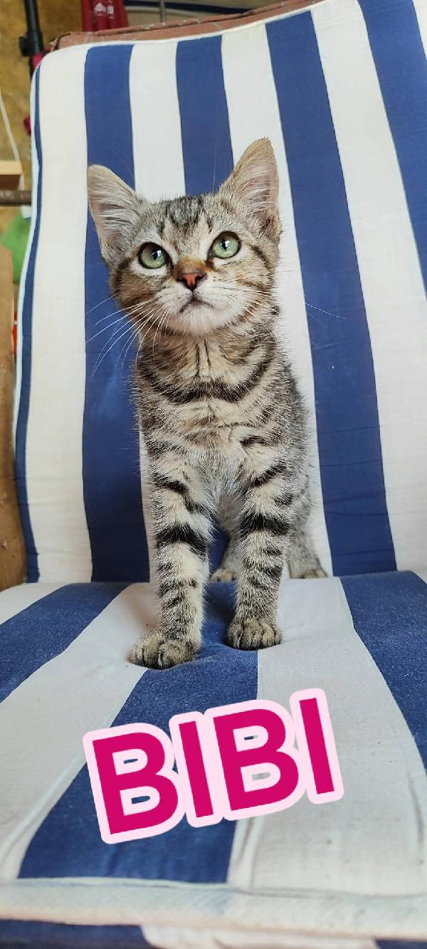Gattini cercano una famiglia Foto 2