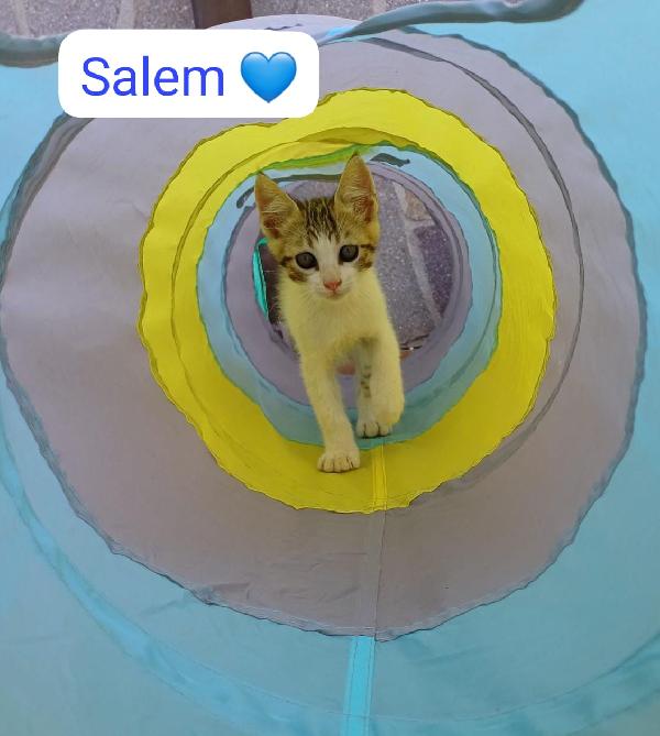 Gattini cercano una famiglia Foto 3