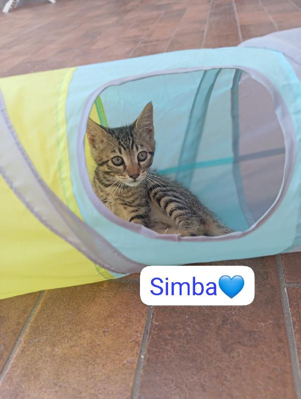 Gattini cercano una famiglia Foto 4