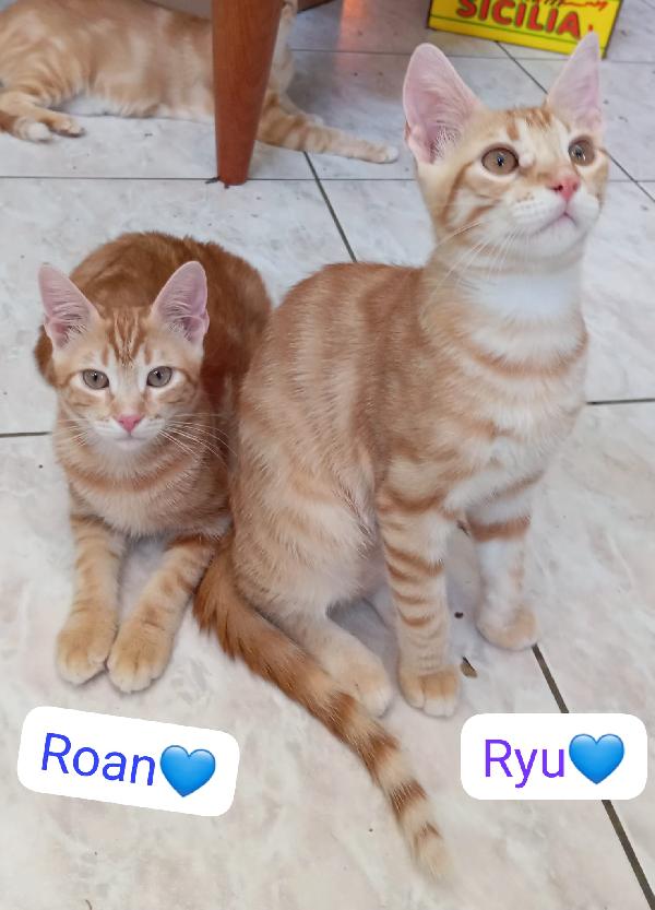 Gattini cercano una famiglia Foto 5