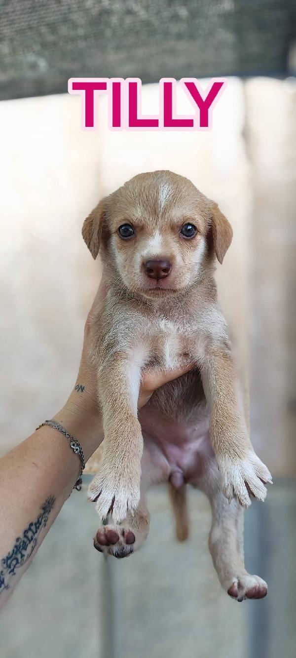 Cagnolini Cuccioli Fantastici Cercano Famiglia 