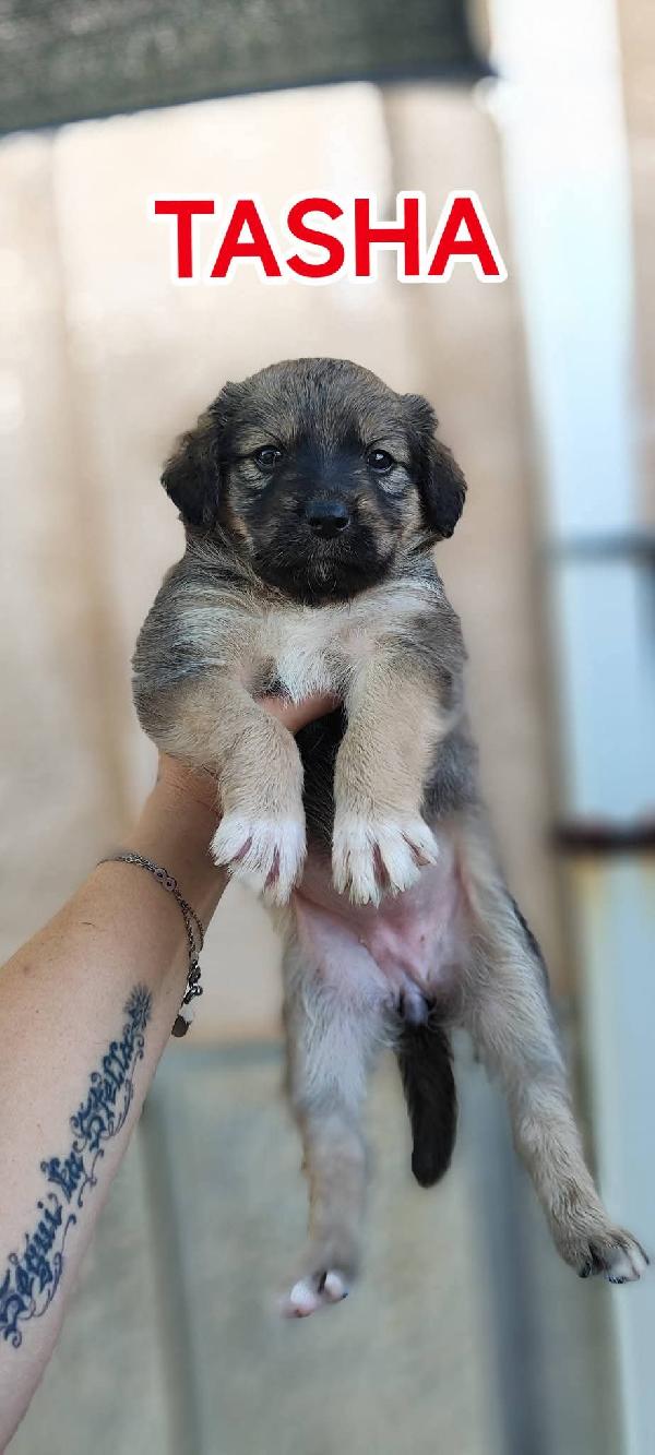 Cagnolini cuccioli fantastici cercano famiglia  Foto 2