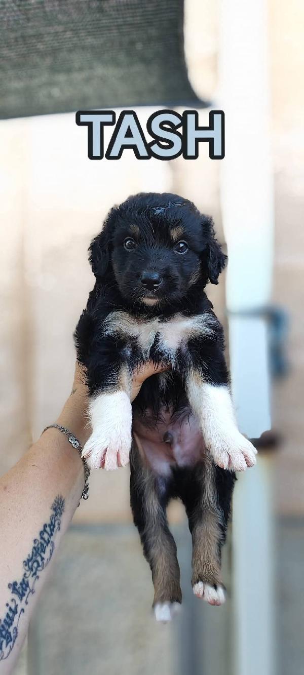 Cagnolini cuccioli fantastici cercano famiglia  Foto 3