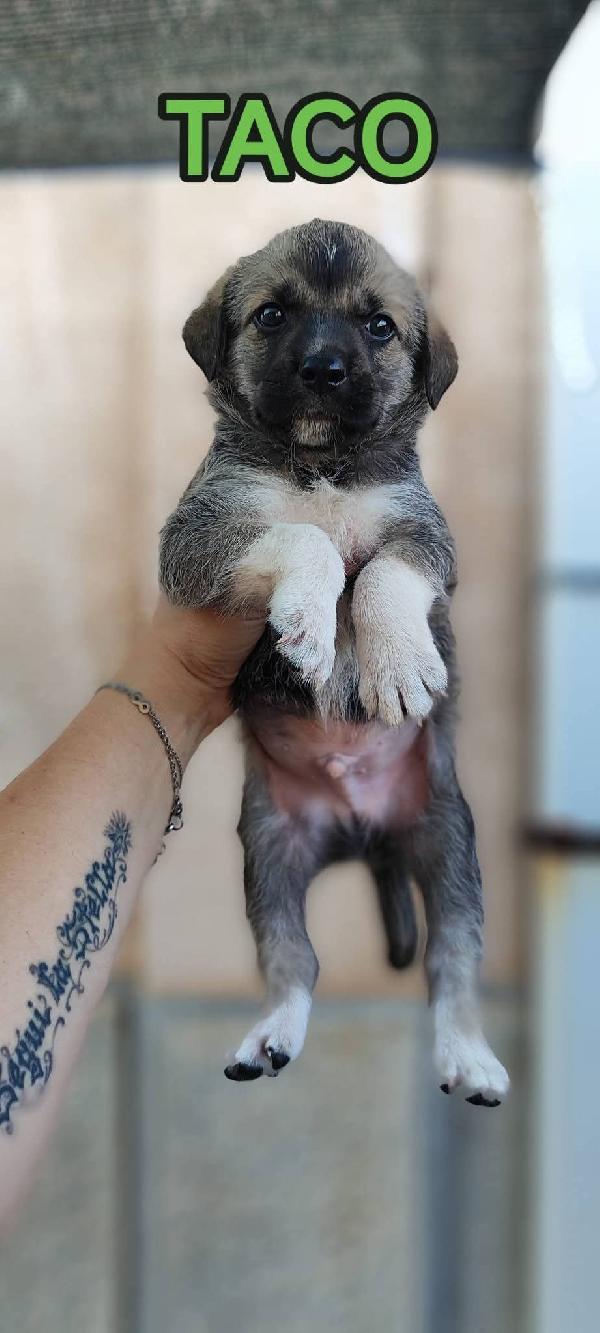 Cagnolini cuccioli fantastici cercano famiglia  Foto 4