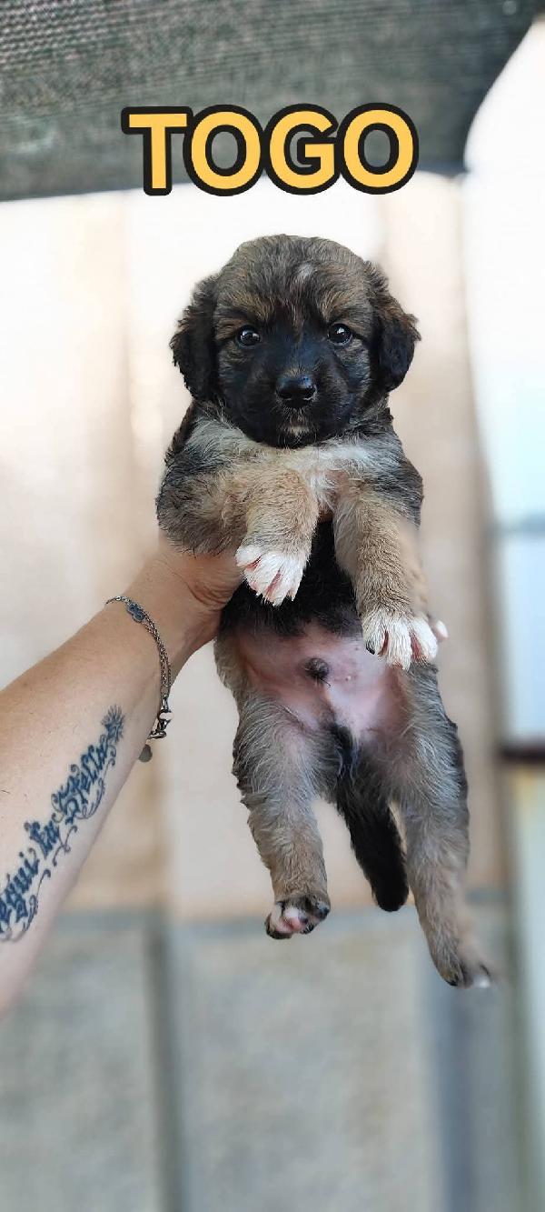 Cagnolini cuccioli fantastici cercano famiglia  Foto 5