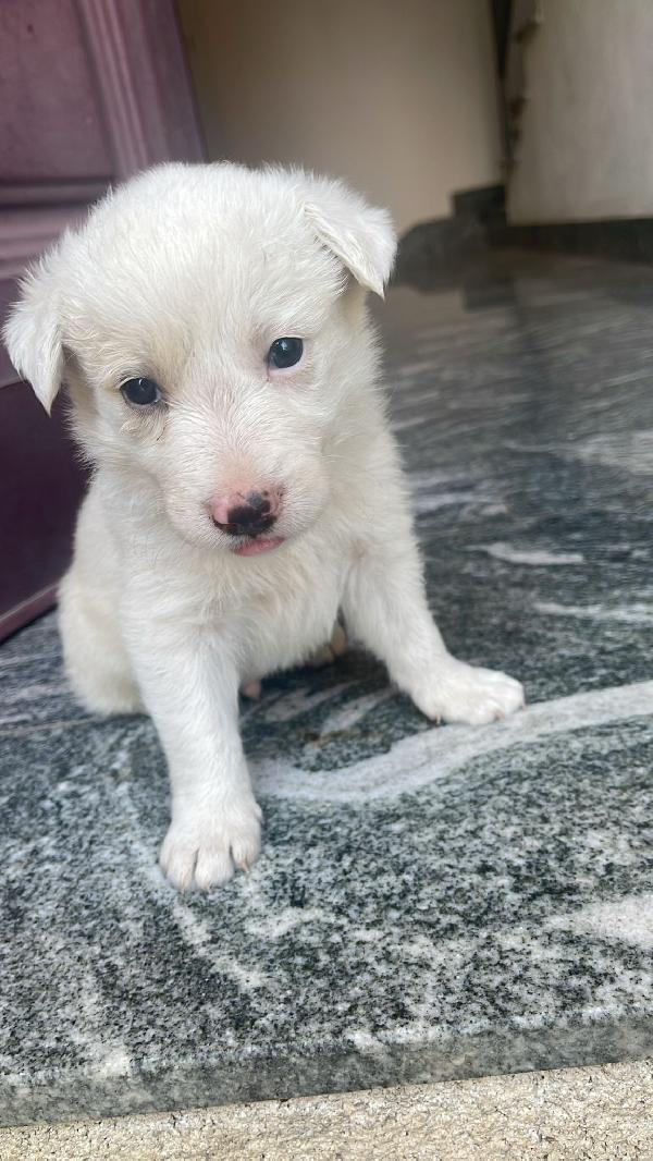 Cagnolini cuccioli fantastici cercano famiglia  Foto 7