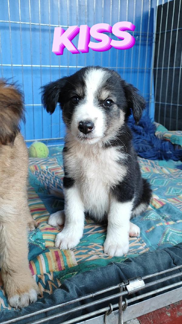 Cagnolini cuccioli fantastici cercano famiglia  Foto 9