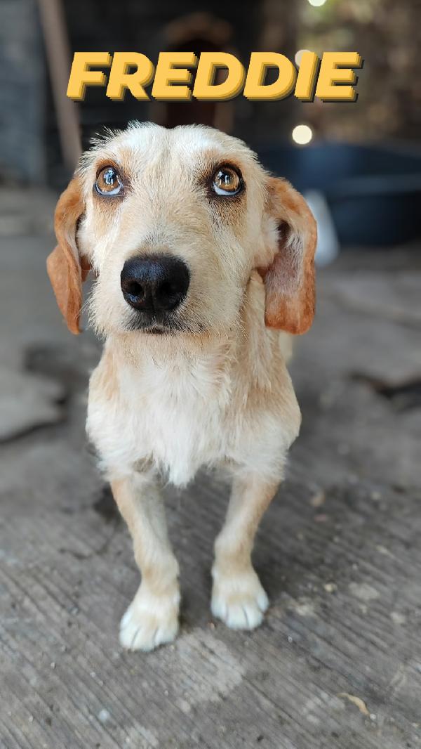 Cagnolini In Canile Cercano Famiglia